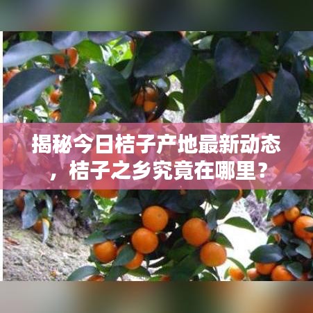 揭秘今日桔子产地最新动态，桔子之乡究竟在哪里？