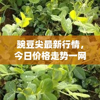 豌豆尖最新行情，今日价格走势一网打尽