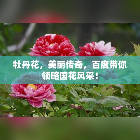 牡丹花，美丽传奇，百度带你领略国花风采！