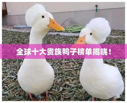 全球十大贵族鸭子榜单揭晓！