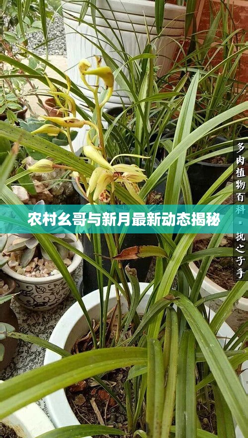 农村幺哥与新月最新动态揭秘