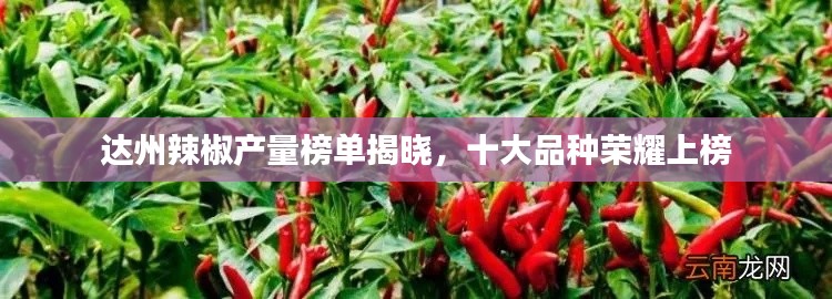 达州辣椒产量榜单揭晓，十大品种荣耀上榜